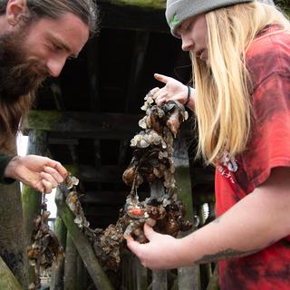 Two students hold up a piece of kelp covered with mussels and eggs