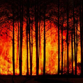 A fire engulfing numerous trees.