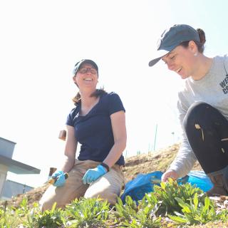 Caroline Josefsson, left, and VIU student Megan Kollman, sit on a hill weeding a section with several small green plants.