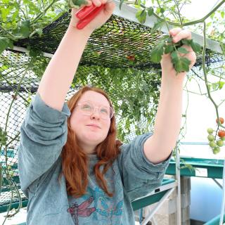 Nicole Darlington prunes tomato plants.