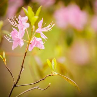 A pink flower.