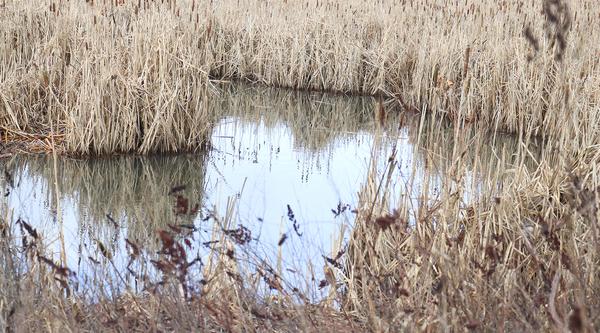 Buttertubs Marsh.