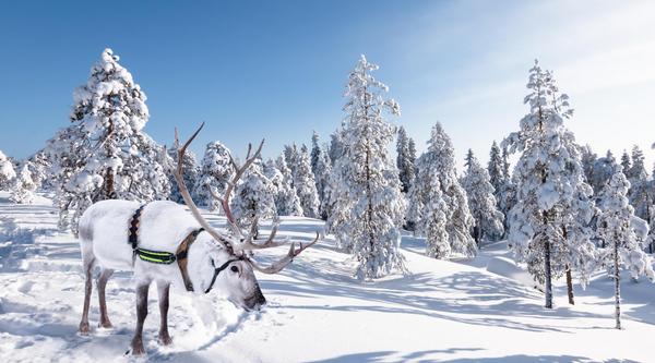 An animal with a rack on its head in a snowy landscape