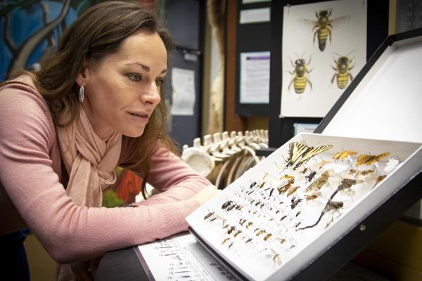 Dr. Jasmine Janes, a VIU Biology Professor, examines some of the insect specimens at the VIU Museum of Natural History. 