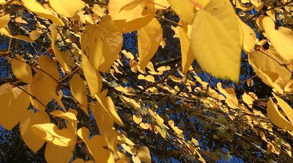 Yellow Katsura leaves on a tree