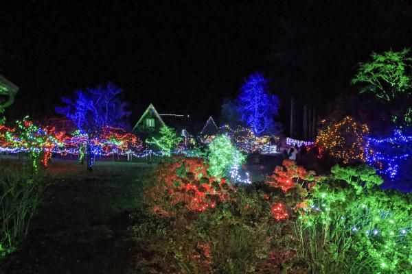 Red, green and blue Christmas lights adorn trees and bushes and the roof of Milner House.