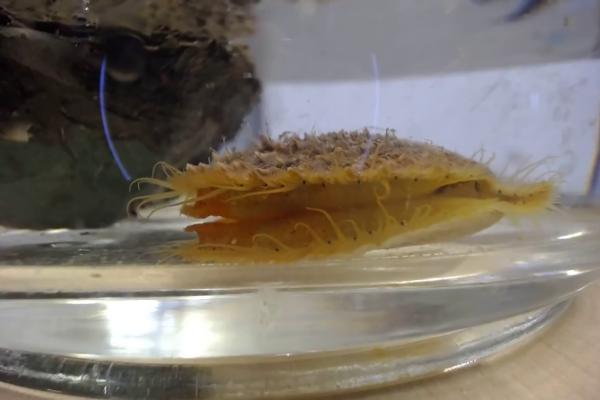 A yellow and tan scallop sits in the bottom of a bowl filled with water.