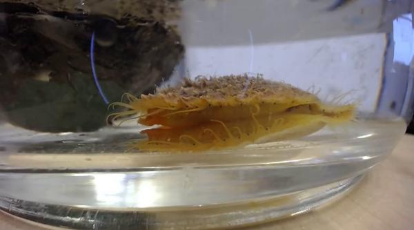 A yellow and tan scallop sits in the bottom of a bowl filled with water.