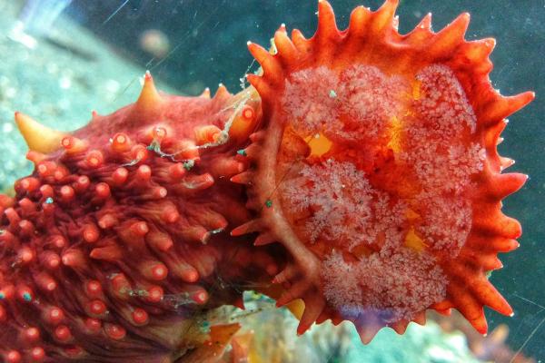 An orange sea cucumber in one of Deep Bay's touch tanks