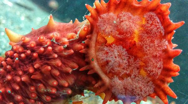 An orange sea cucumber in one of Deep Bay's touch tanks