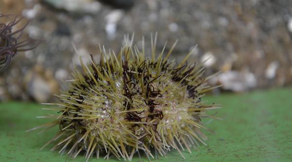 A sea urchin with brown stripes and green spikes.