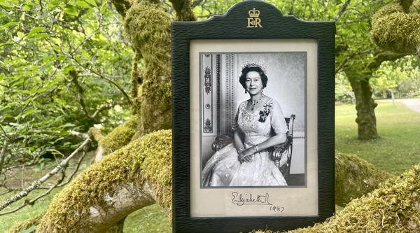 Signed portrait of Queen Elizabeth on a tree branch