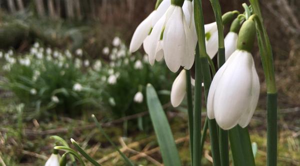 A bundle of white snowdrops are starting to bloom at Milner Gardens & Woodland