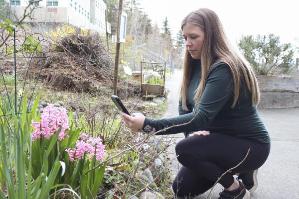 Mandy Hobkirk uses her phone to take photos of pink flowers.