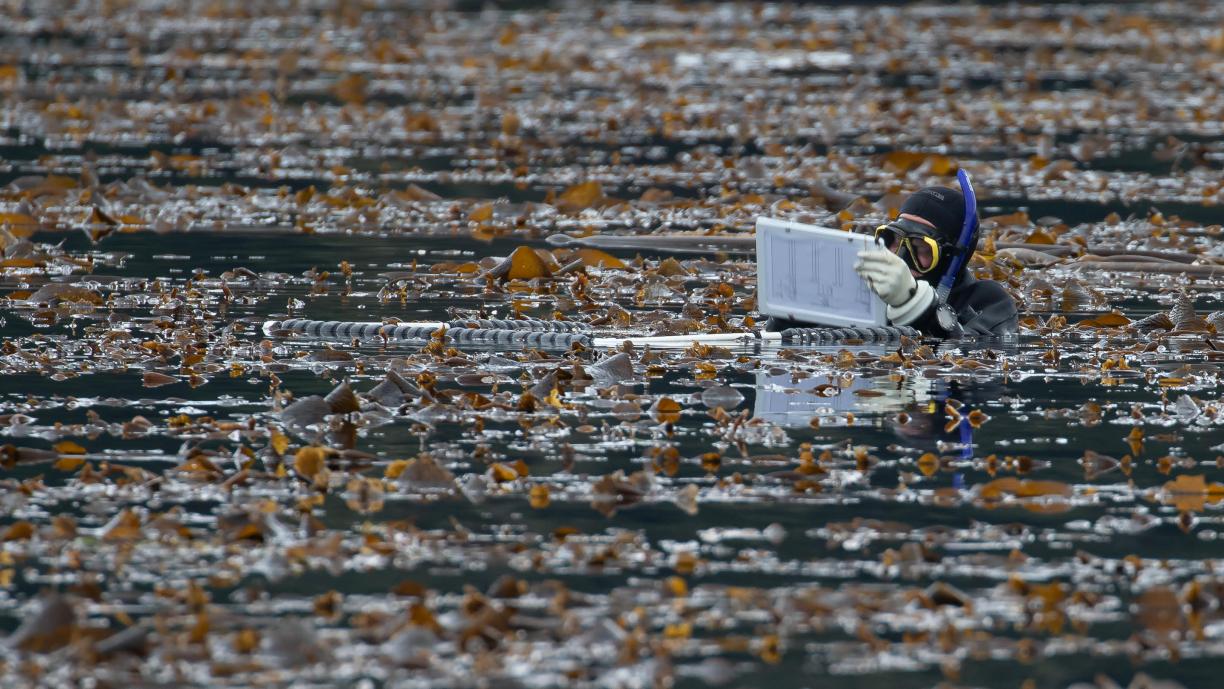 Brian Timmer wears a SCUBA suit while swimming surrounded by kelp.