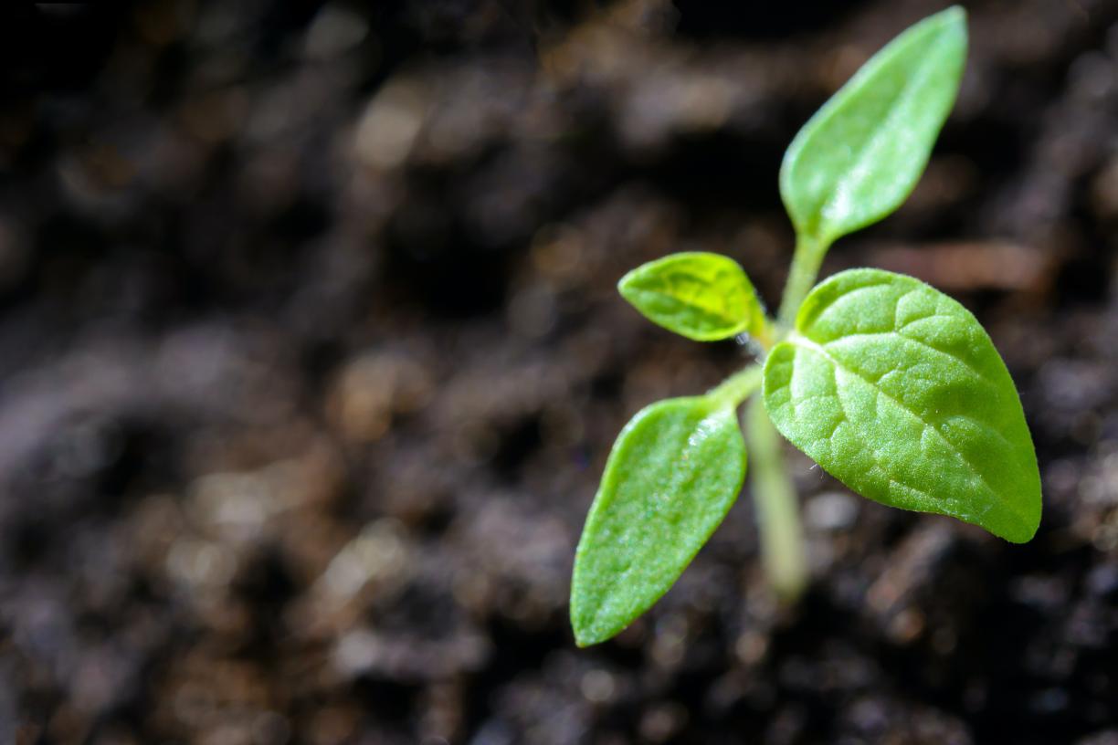 Seedling in dirt