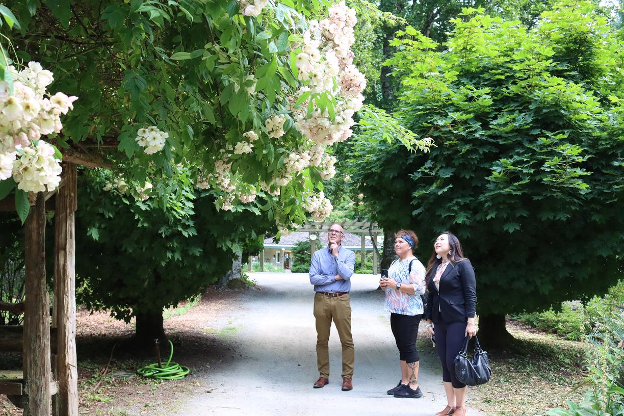 Geoff Ball, Executive Director of Milner Gardens & Woodland, and Communities in Bloom Judges Leslie Cornell and Tina Liu look up at blossoms during the tour.