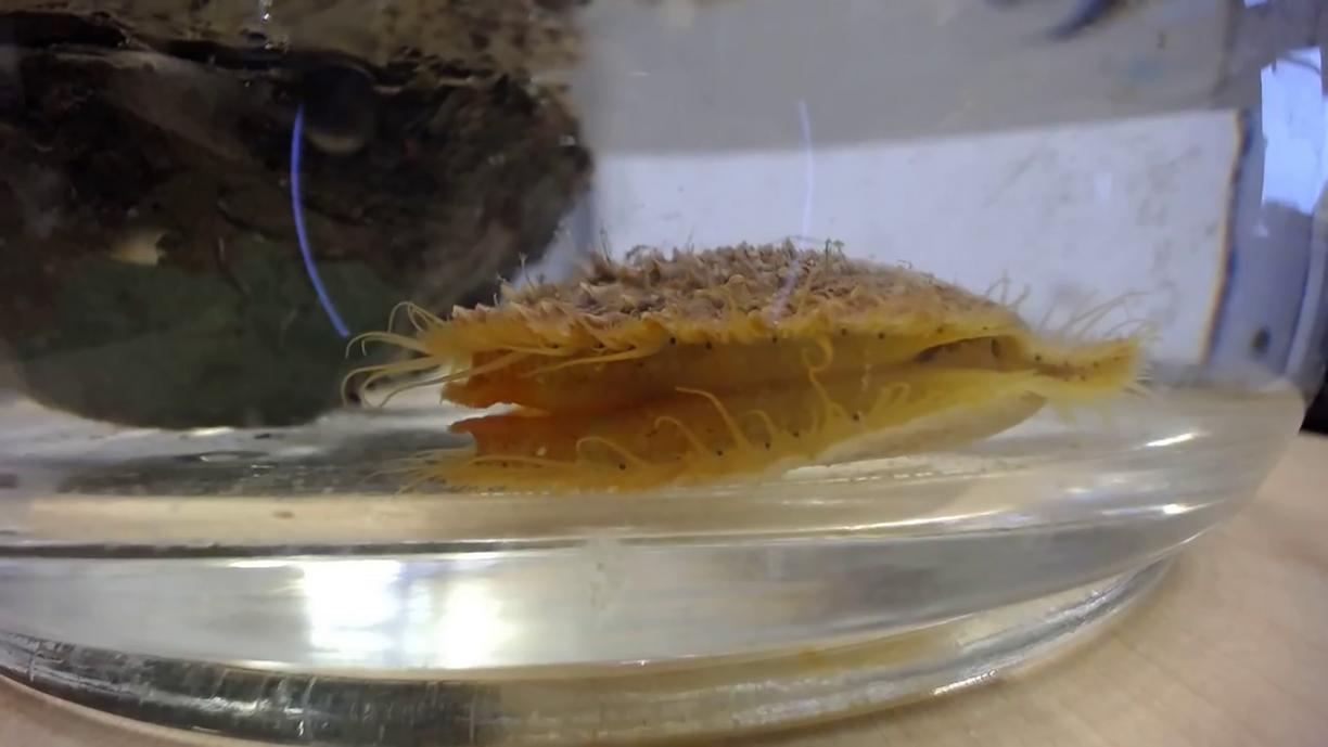 A yellow and tan scallop sits in the bottom of a bowl filled with water.