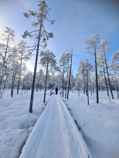 View of a snowy, treed landscape from a cross-country track